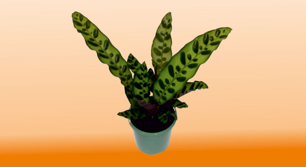 Calathea Lancifolia