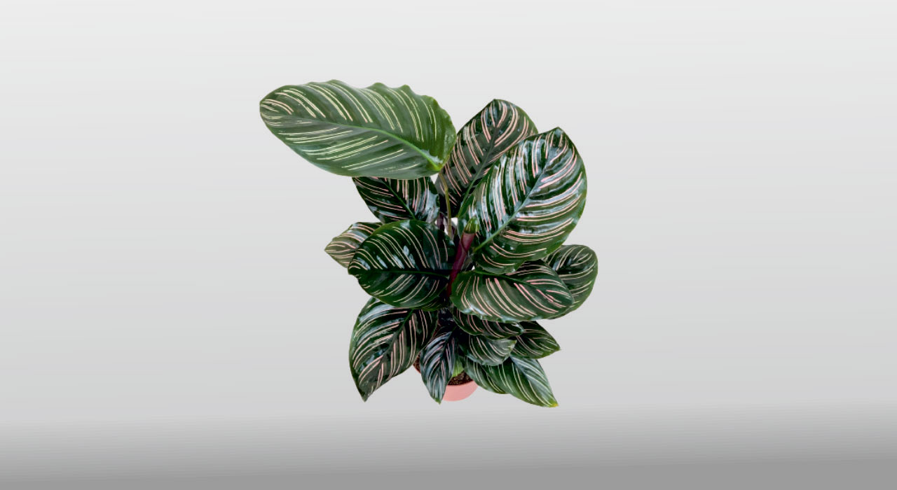 Calathea Ornata