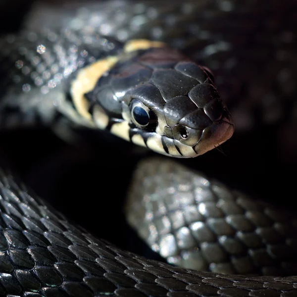 depositphotos 32826959 stock photo grass snake close up