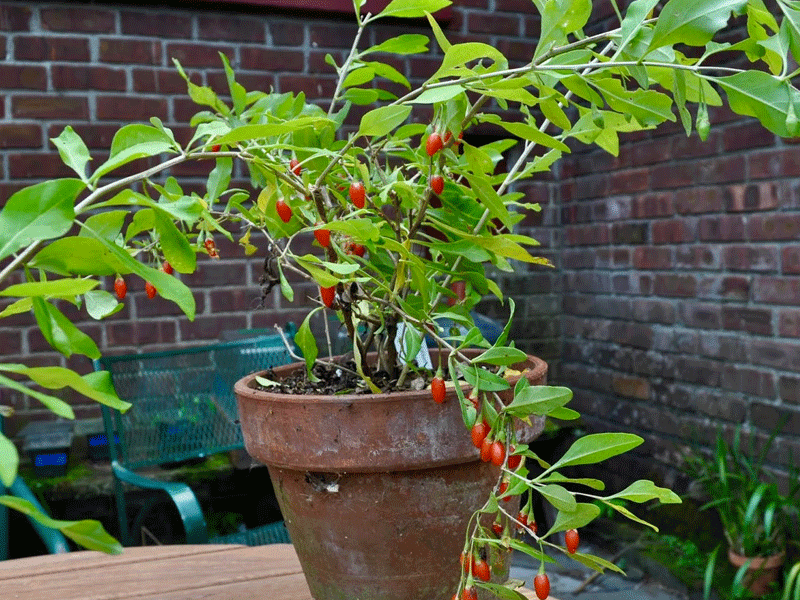 goji berry