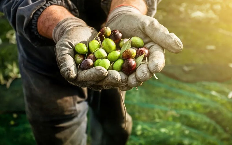 zeytin toplamak