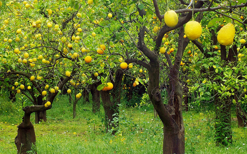 limon bahcesi