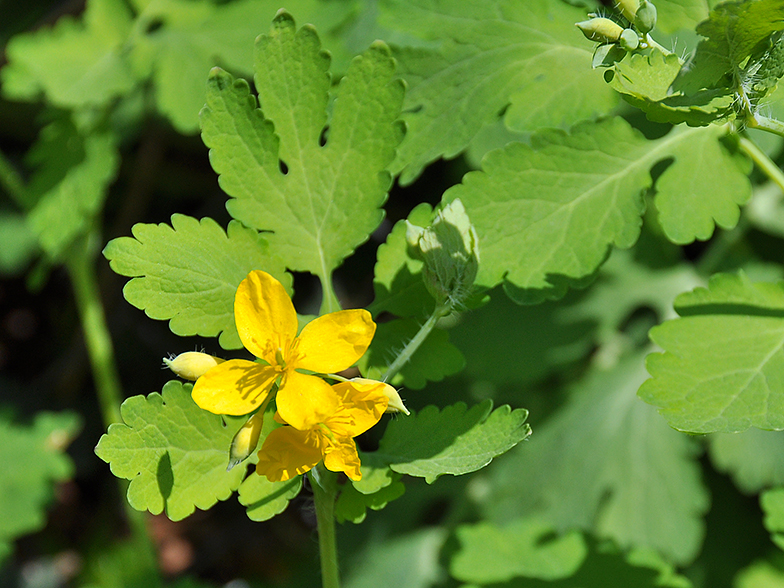 chelidonium majus 02