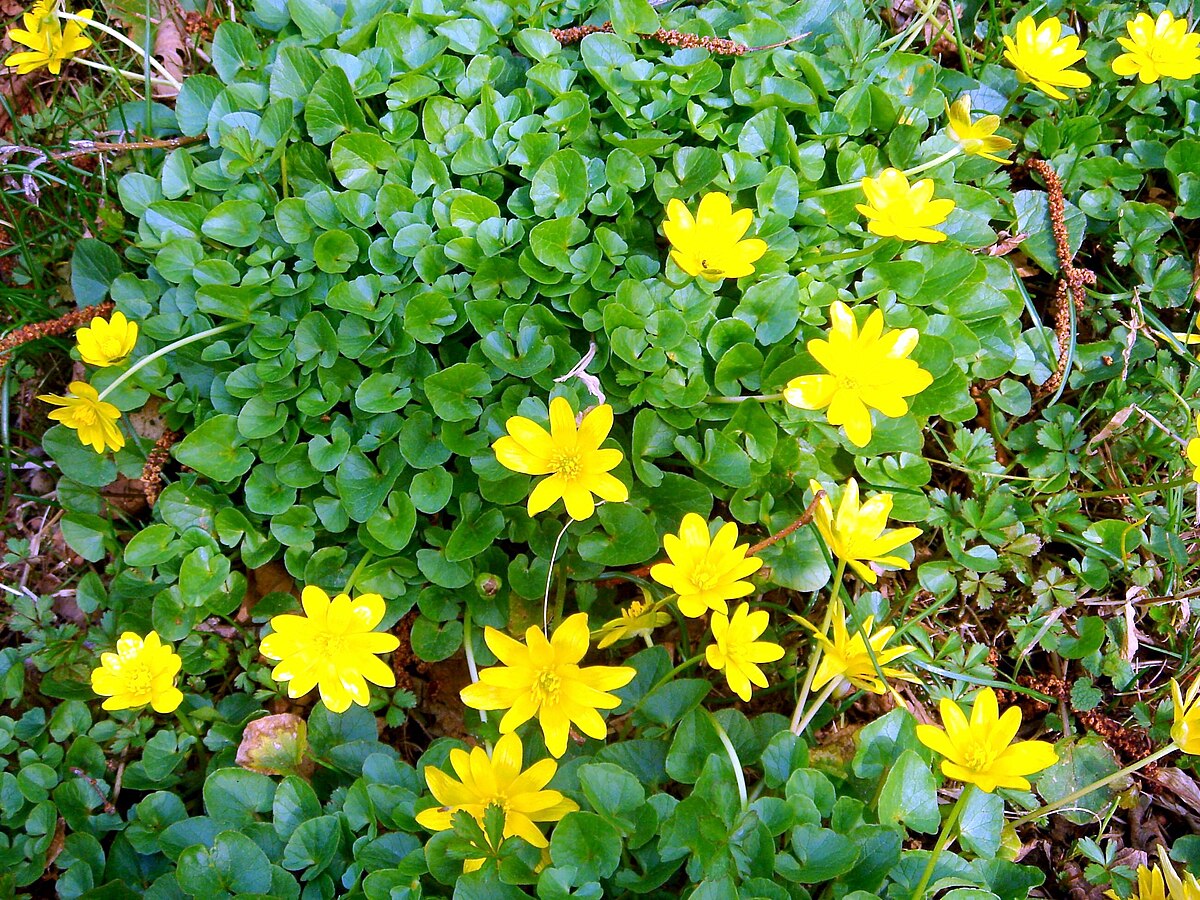 ranunculus ficaria from rize dsc06931