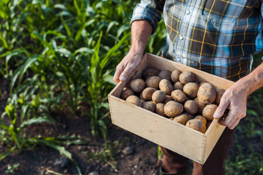 stock photo cropped view senior self employed farmer holding wooden box potatoes