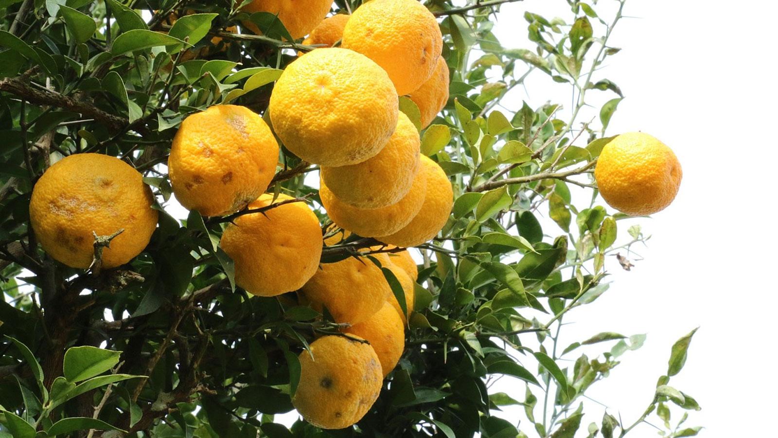 agacta yetisen kavun pomelo faydalariyla sasirtiyor