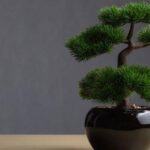 bonsai agac bonsai cicek nedir nasil sulanir bakilir