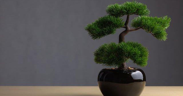 bonsai agac bonsai cicek nedir nasil sulanir bakilir