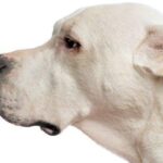 dogo arjantin dogo argentino ozellikleri bakimi ve egitimi