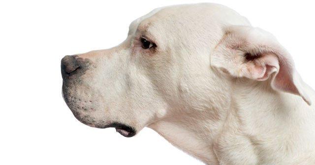 dogo arjantin dogo argentino ozellikleri bakimi ve egitimi