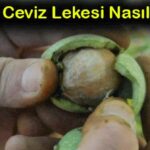 eldeki taze ceviz yesil kabugu lekesi nasil cikar 8 pratik yontem