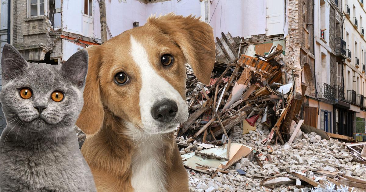 evcil hayvani olanlar deprem oncesi ve sonrasi neler yapmali