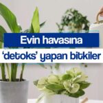 evinizin havasini temizliyor kimyasal maddeleri bile yok ediyorlar iste detoks yapan 10 bitki