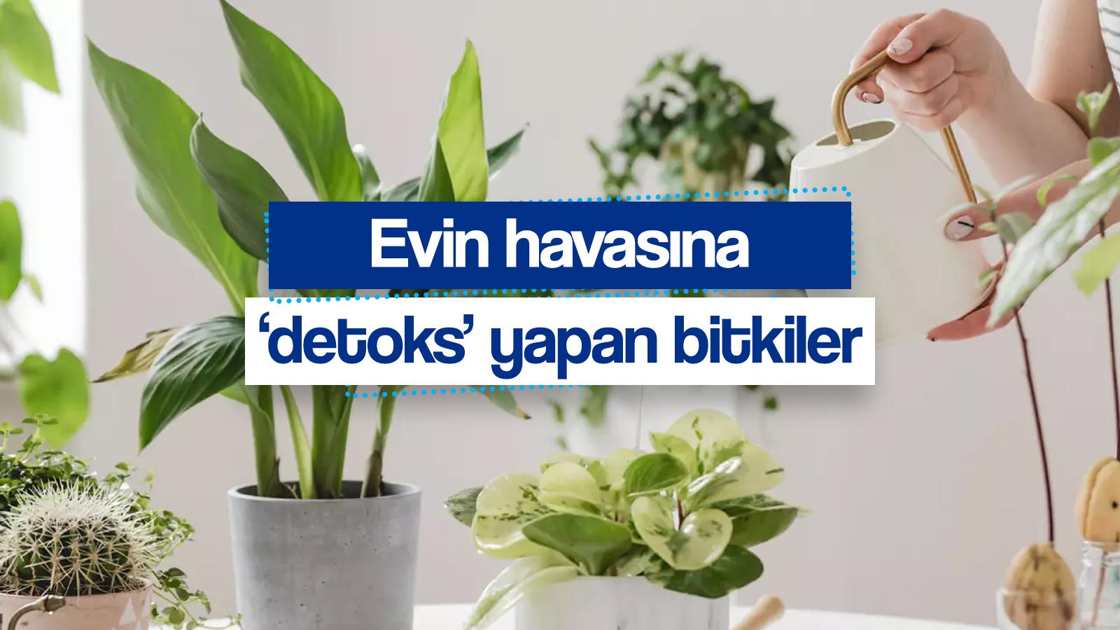 evinizin havasini temizliyor kimyasal maddeleri bile yok ediyorlar iste detoks yapan 10 bitki