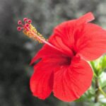 hibiskus ebegumeci sac uzatir mi hibiskusun saca faydalari