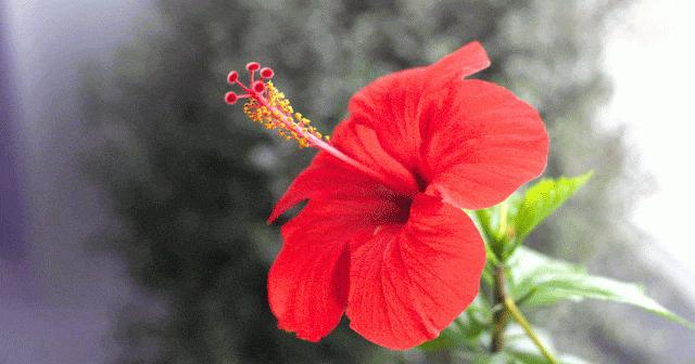 hibiskus ebegumeci sac uzatir mi hibiskusun saca faydalari