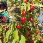 kalp sagligina ve beyne iyi geliyor enfeksiyonu dusuruyor hasadi baslayan meyvenin cayi da iciliyor serbeti de