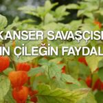 kanser savascisi altin cilek faydalari ile sifa deposu neye iyi gelir besin degeri nedir