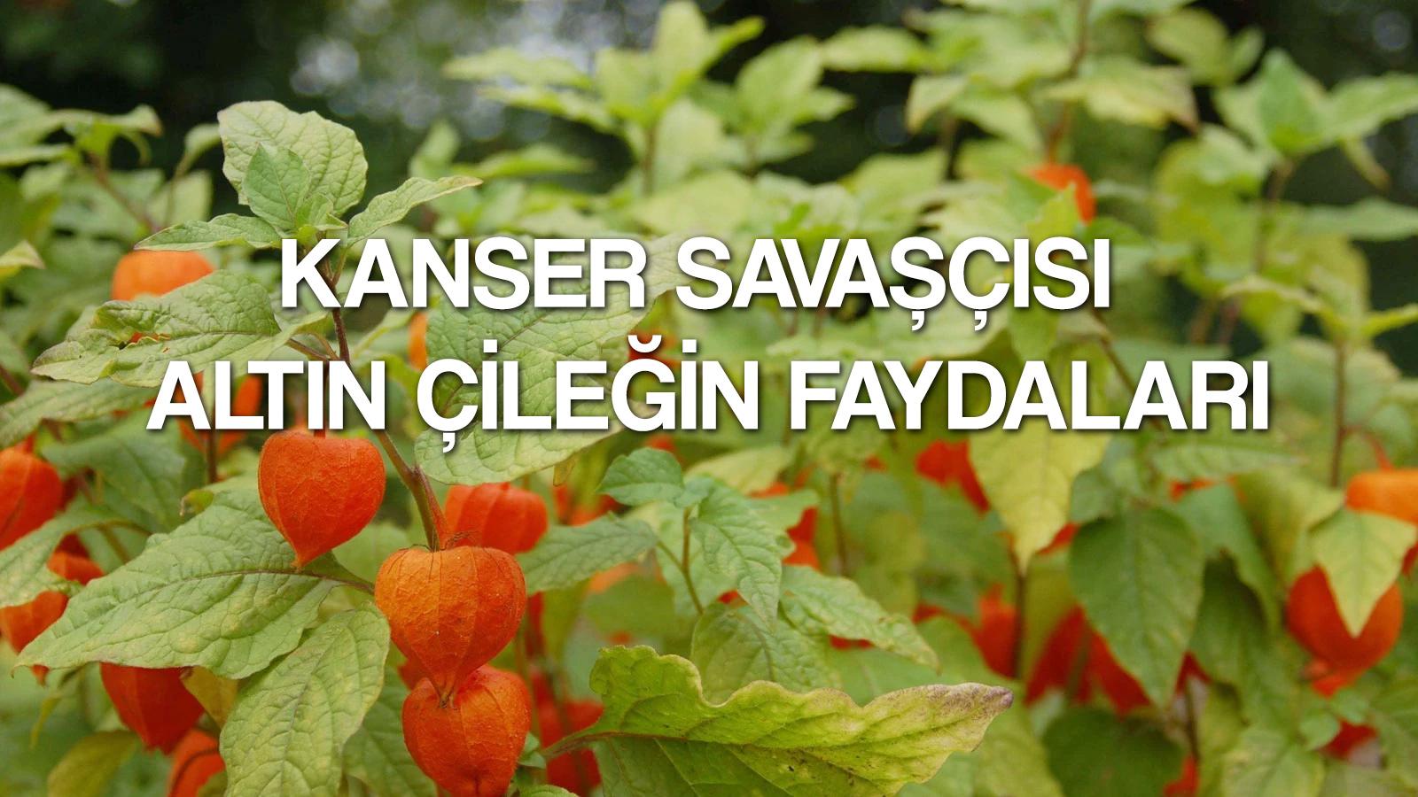 kanser savascisi altin cilek faydalari ile sifa deposu neye iyi gelir besin degeri nedir