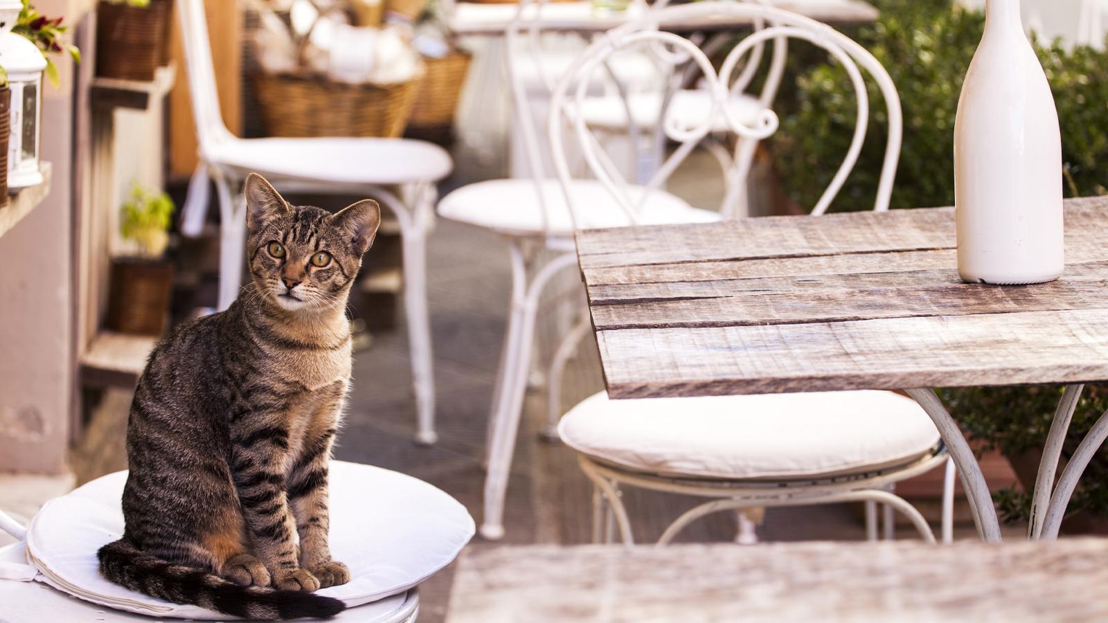 kedi sahibi olanlar dikkat sizofreniye yakalanma riski iki kat artiyor