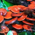 kirmizi reishi olumsuzluk ganoderma mantari kirmizi mantar faydalari