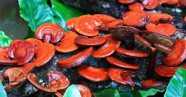 kirmizi reishi olumsuzluk ganoderma mantari kirmizi mantar faydalari