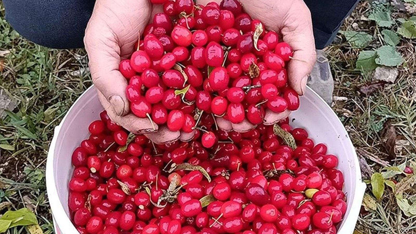 kizilcik kiren kac kalori kilo yapar mi yoksa zayiflatir mi