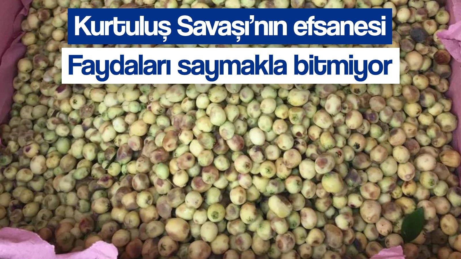 kurtulus savasi nin efsanesi murt meyvesi faydalariyla sasirtiyor hambeles meyvesinin faydalari neler