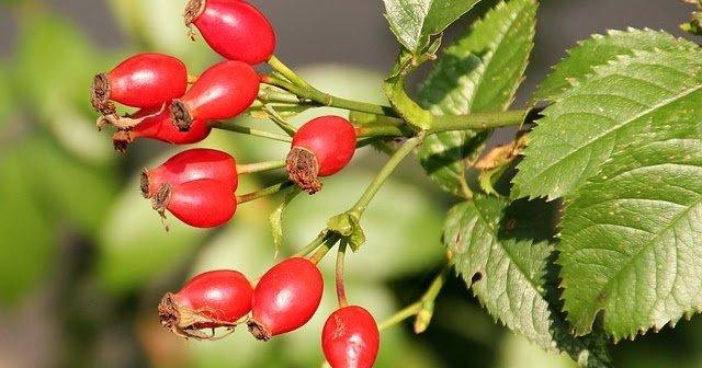 kusburnu faydalari kusburnu nasil demlenir yapilir neye iyi gelir