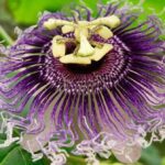 passiflora cayi nasil yapilir sagliga faydalari ve zararlari