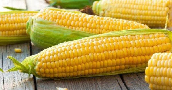 Corn Hentai