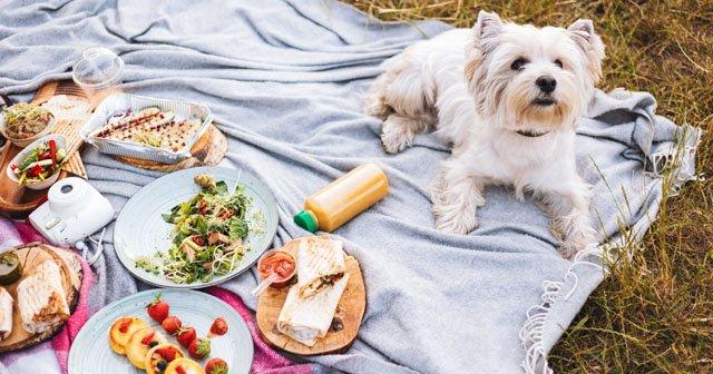 piknige giderken yapabileceginiz 8 pratik lezzetli tarif