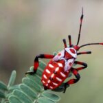 ruyada bocek gormek anlami ruyada bocek yakalamak oldurmek tabiri