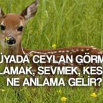 ruyada ceylan gormek ne anlama gelir ruyada ceylan sevmek ceylan avlamak tabirleri