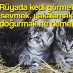 ruyada kedi gormek ne demek neye isaret eder ruyada kedi neyi sembolize eder