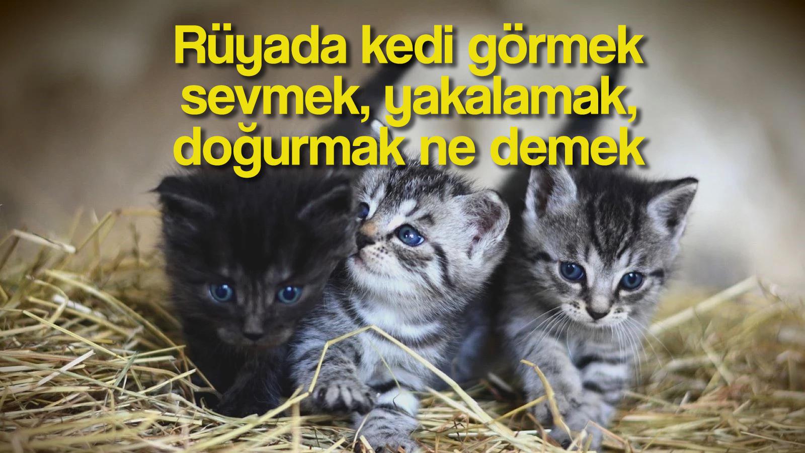 ruyada kedi gormek ne demek neye isaret eder ruyada kedi neyi sembolize eder