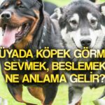 ruyada kopek gormek ne anlama gelir ruyada kopek sevmek sahiplenmek beslemek ne demek