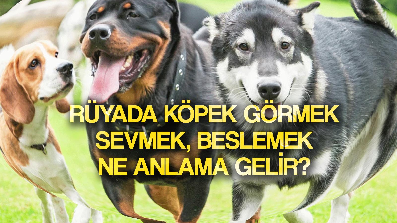 ruyada kopek gormek ne anlama gelir ruyada kopek sevmek sahiplenmek beslemek ne demek