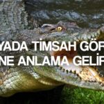 ruyada timsah gormek ne demek ruyada timsah yakalamak timsahtan kacmak anlami tabiri