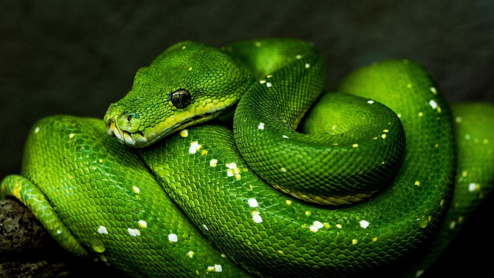 ruyada yesil yilan gormek ne anlama gelir ruyada yesil yilandan kacmak yesil yilan oldurmek tabiri nedir