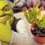 shrek kulagi sukulent bakimi nasil yapilir shrek kulagi nasil cogaltilir ne kadar buyur