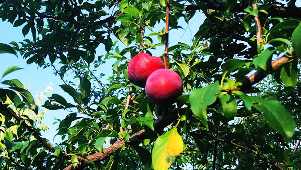 yedikce genclestiren meyve yaslanma karsiti etkilere sahip olusu duyanlari soke ediyor