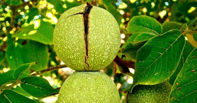 yesil ceviz kabugu ile dis beyazlatma ceviz kabuguyla dis tartari temizleme