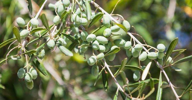 zeytin agaci bakimi icin altin oneriler puf noktalari