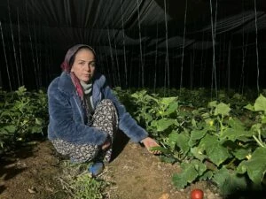 Antalya’da salatalık üreticisi kadın gece don nöbeti tutuyor! Verimliliği sürdürebilmek için serada soba yakıyor