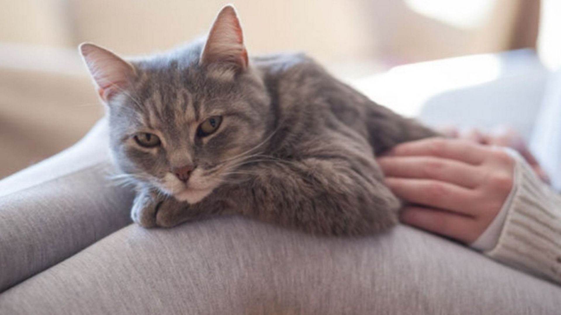 Rüyada kedi sevmek ne anlama gelir Rüyada kedi sevmek ne anlama gelir