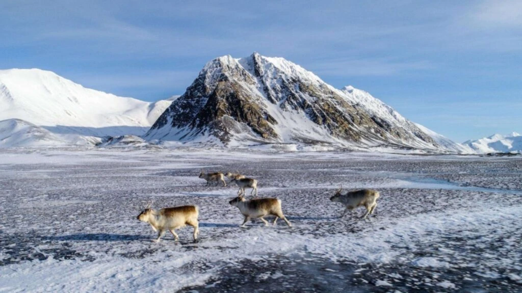 Svalbard Adası nerede, hangi ülkede? 