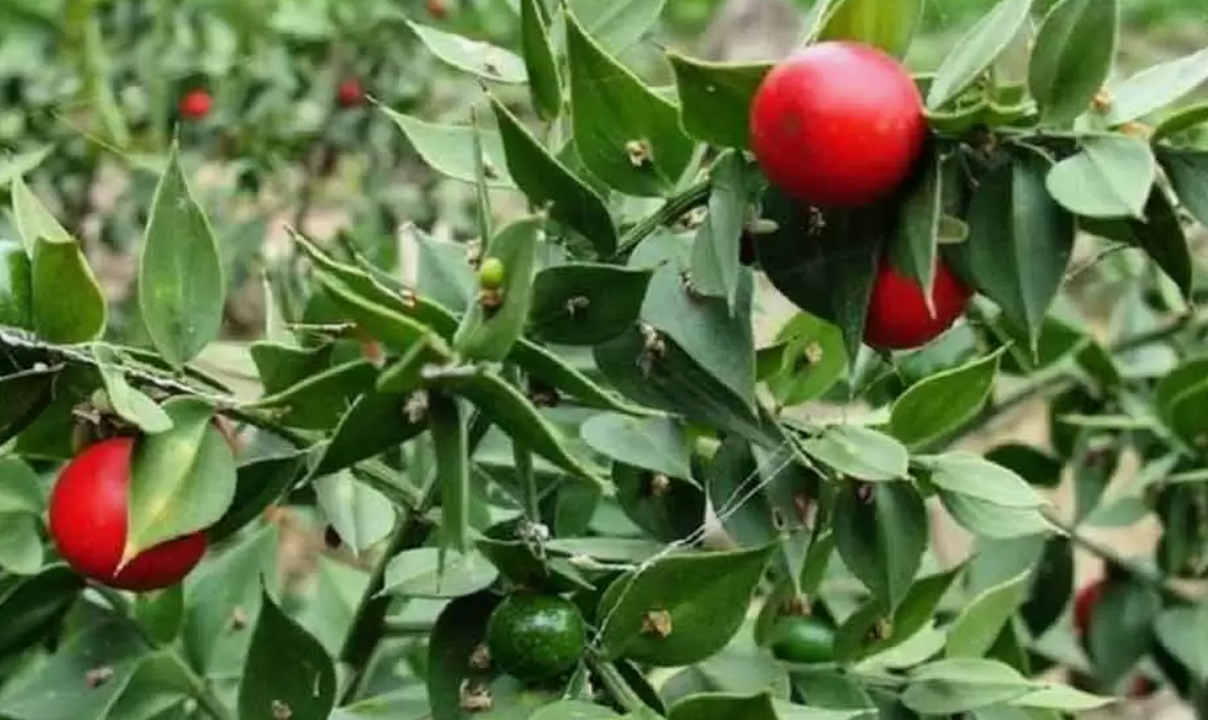 Tavsan memesi otu nedir faydalari neler Fayfalari duyanlari sasirtiyor 1 1