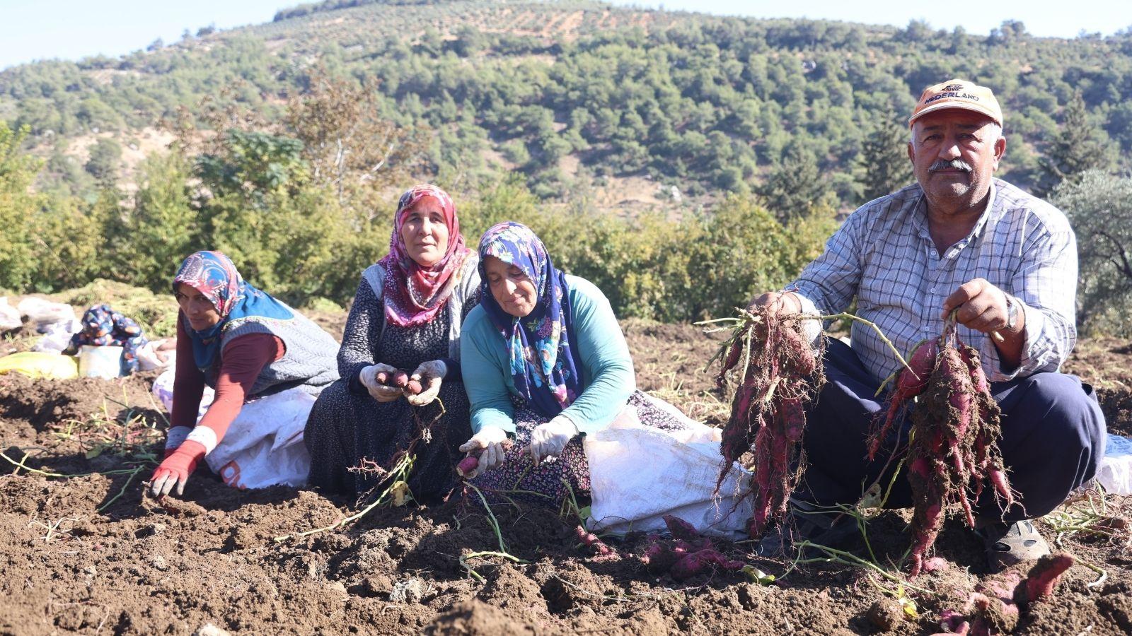 tatli patateste hasat zamani ezberlerdeki patates algisini bozuyor