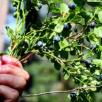 yaban mersini yapraginin da sifali oldugu ortaya cikti menopozdan cocuklarin bagisikligina kadar bircok faydasi var